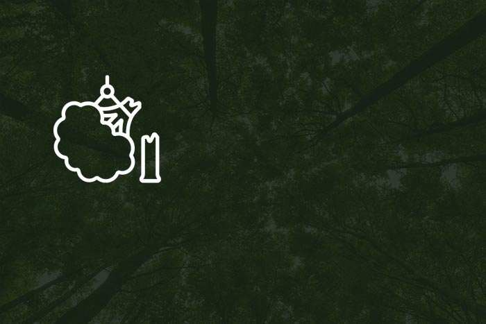 Monitoramento da Exploração Florestal